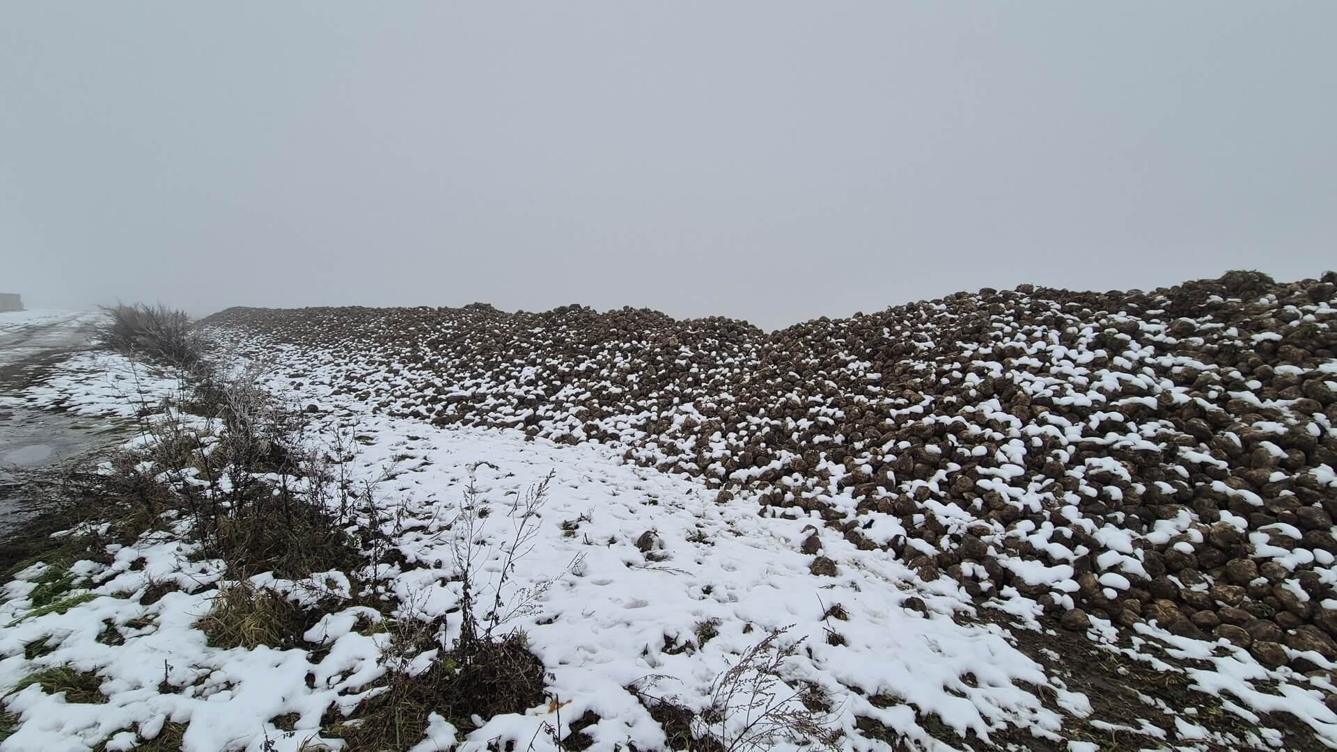 Pryzma buraków cukrowych