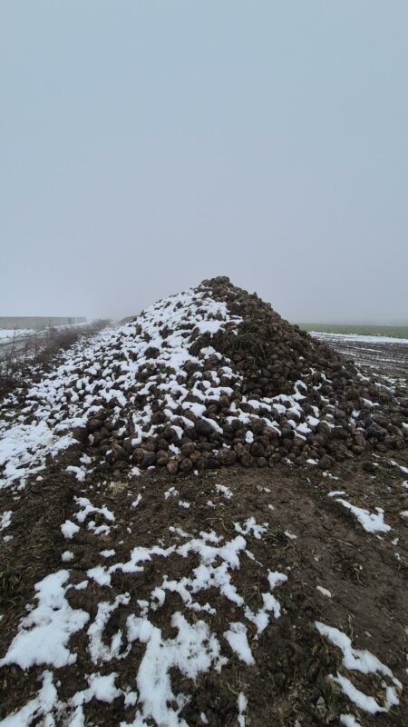 Pryzma buraków cukrowych