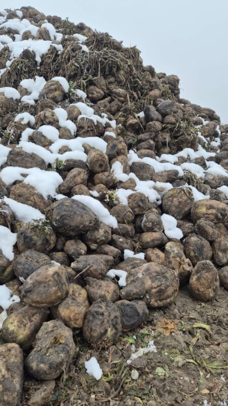 Pryzma buraków cukrowych