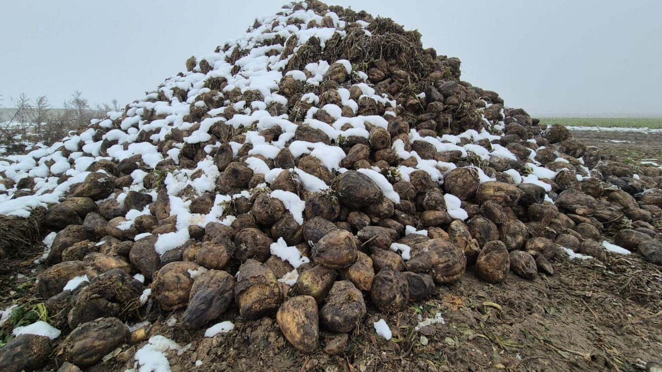 Pryzma buraków cukrowych