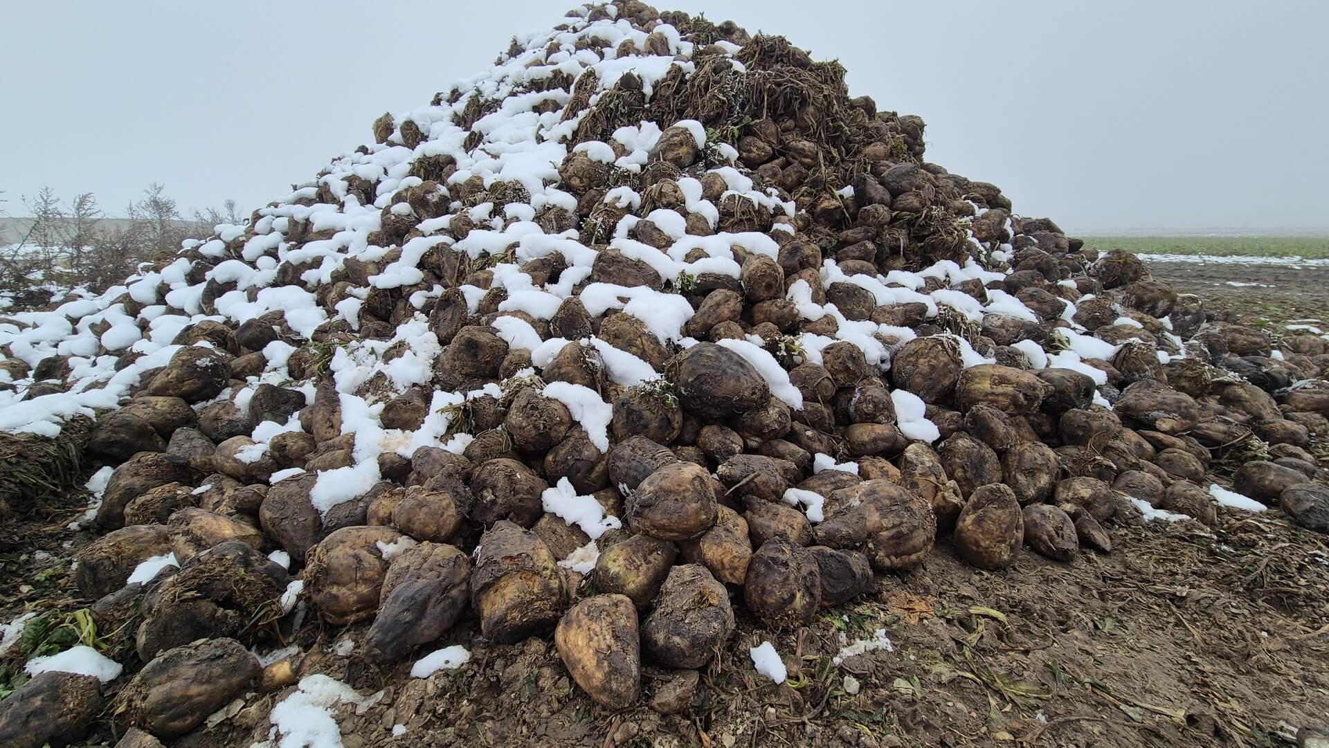 Pryzma buraków cukrowych