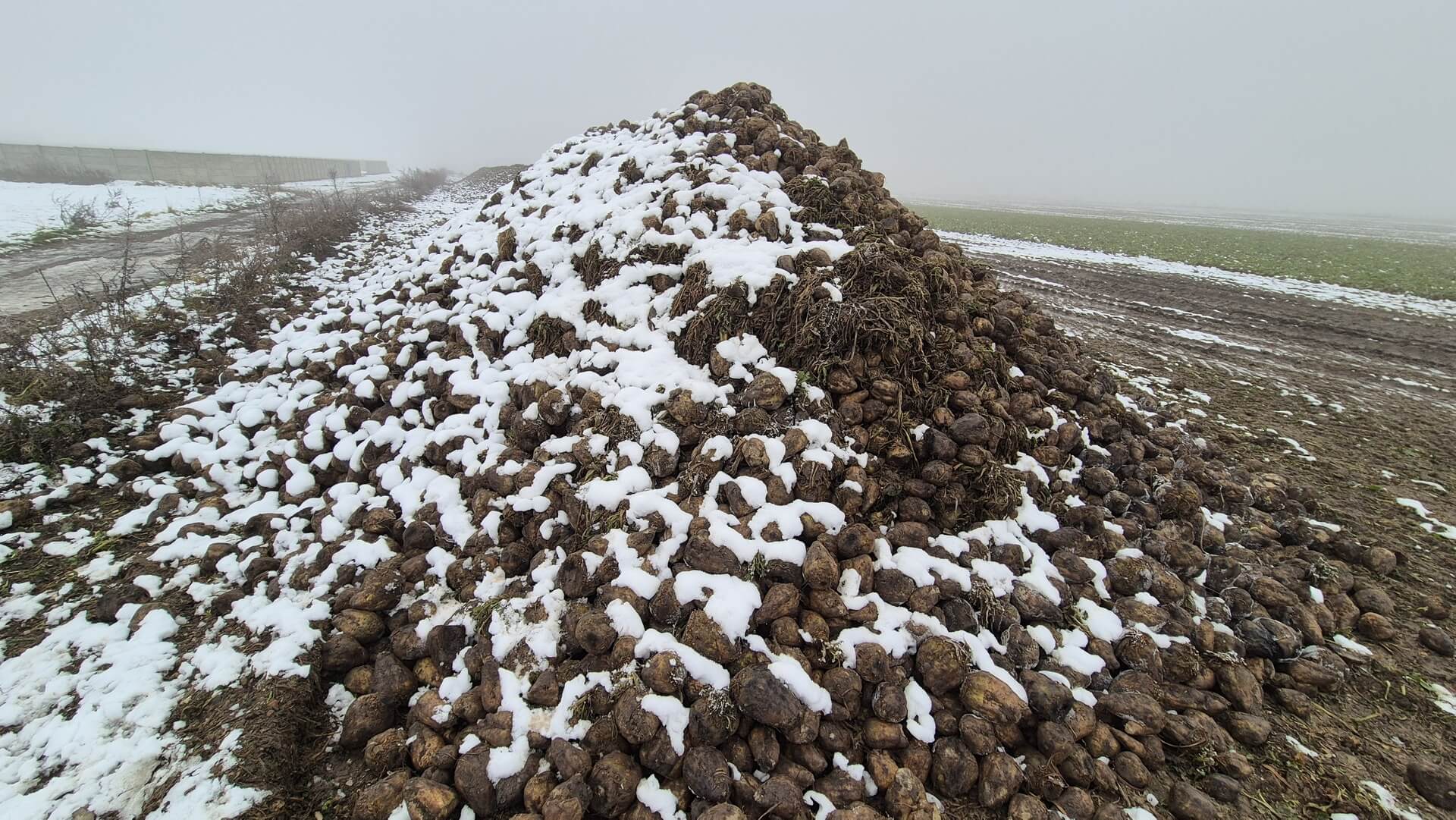 Pryzma buraków cukrowych