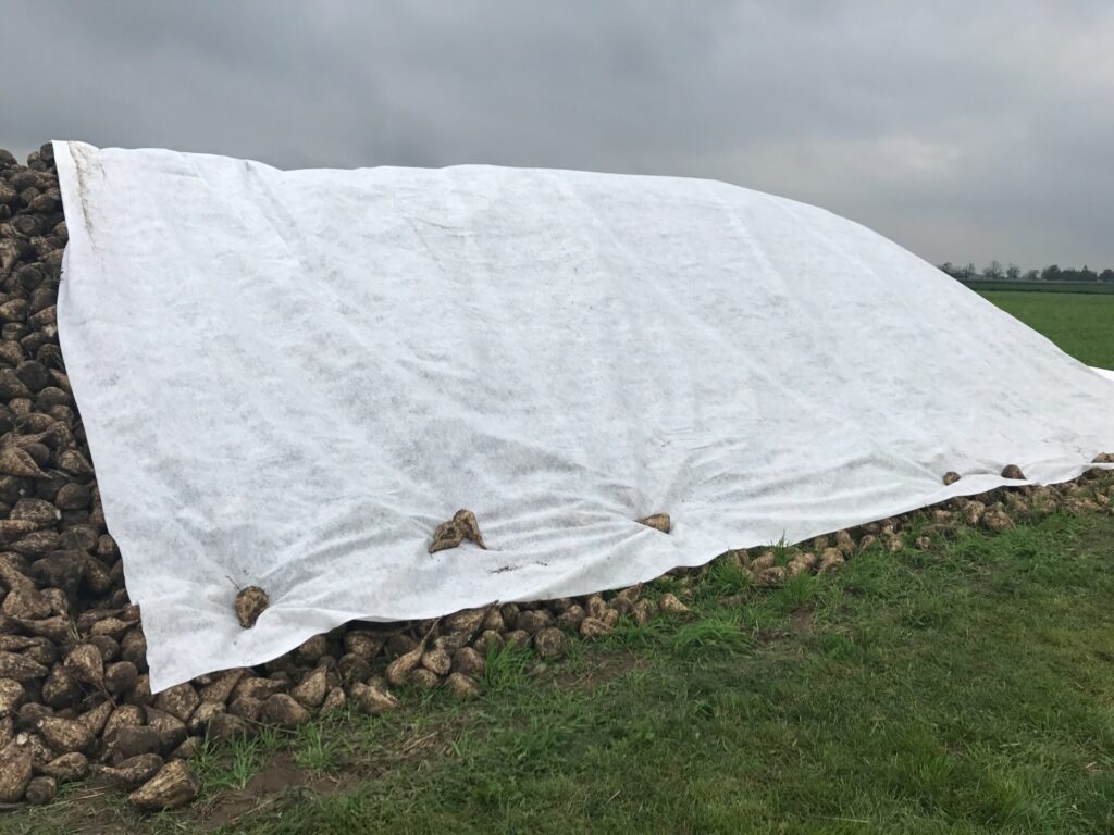 buraki cukrowe pod agrotkaniną