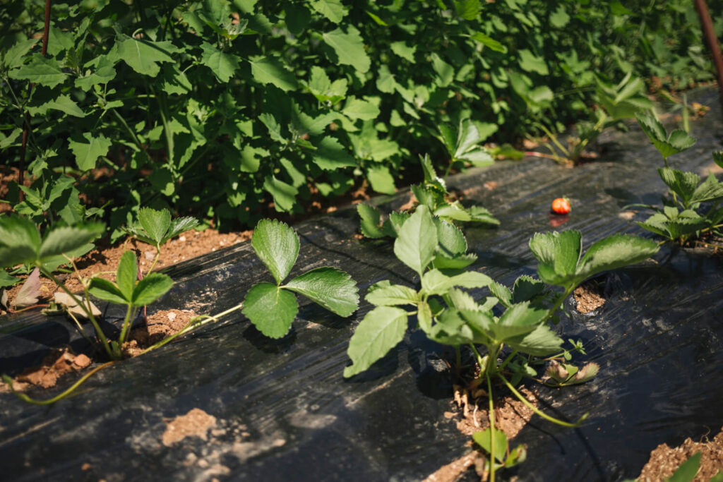 wykorzystanie agro-tkaniny